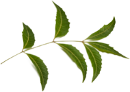 MATURE NEEMLEAVES