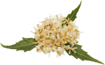 NEEM FLOWERS