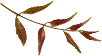 YOUNG NEEM LEAVES